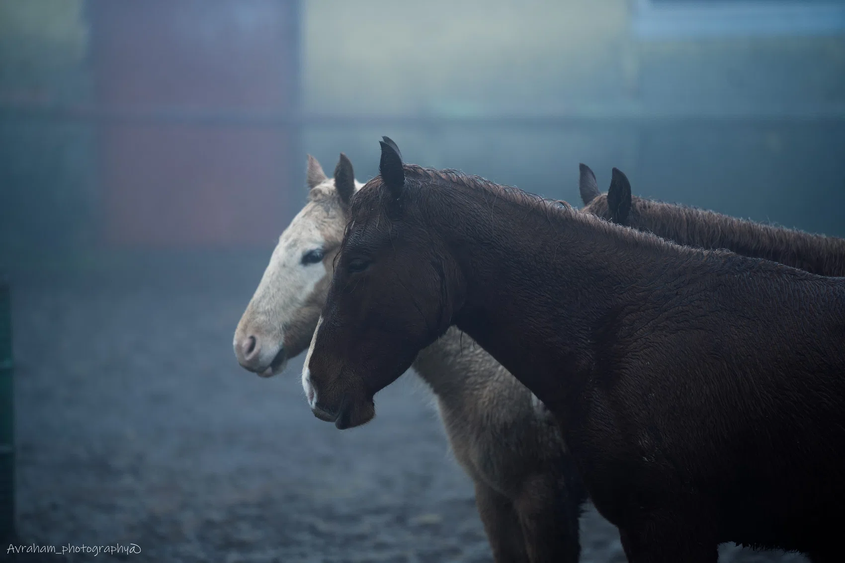 Horses layered through blue morning mist