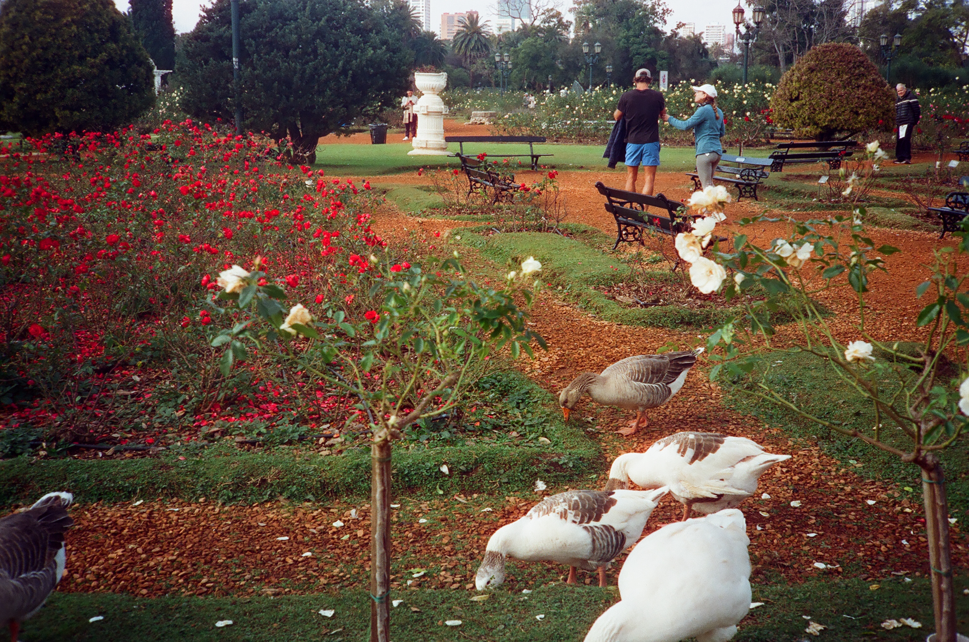 Argentina garden
